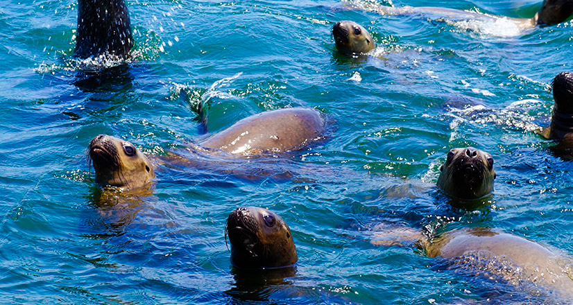 Lobos marinos nadando en el mar